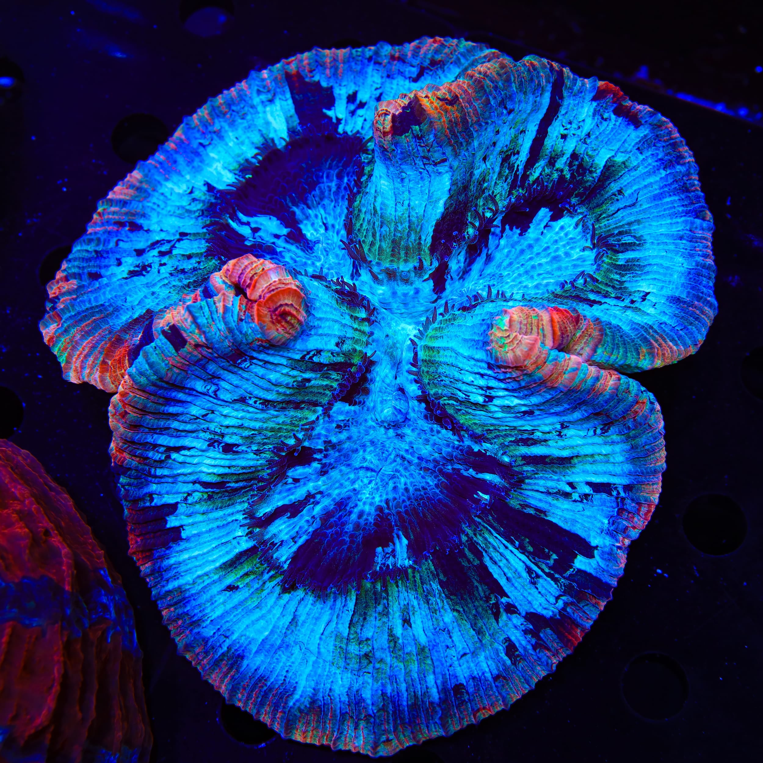 Rainbow Trachyphyllia Coral