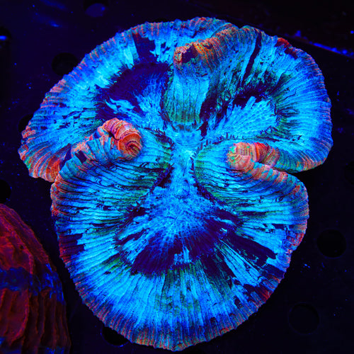 Rainbow Trachyphyllia Coral