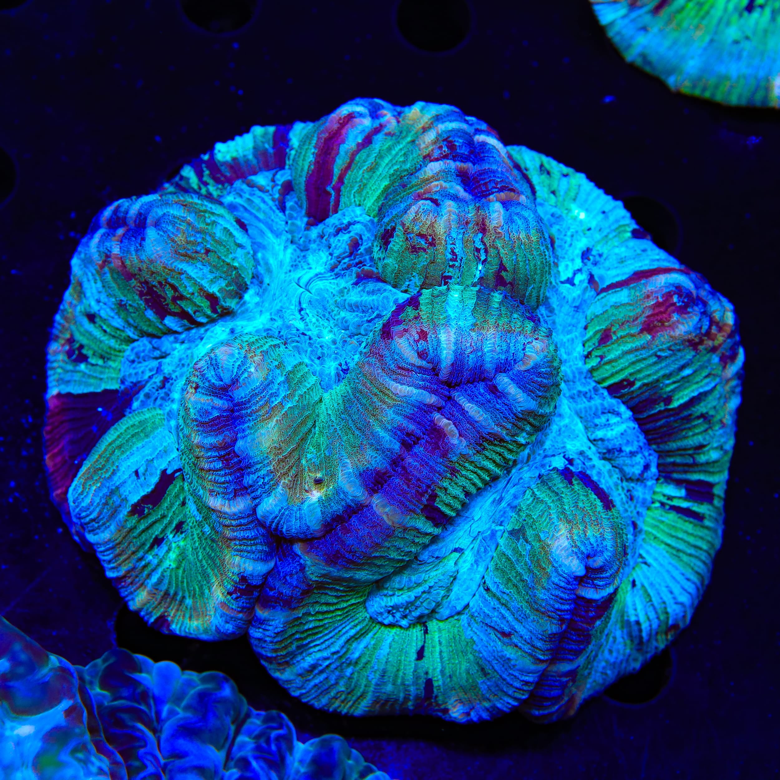Rainbow Trachyphyllia Coral