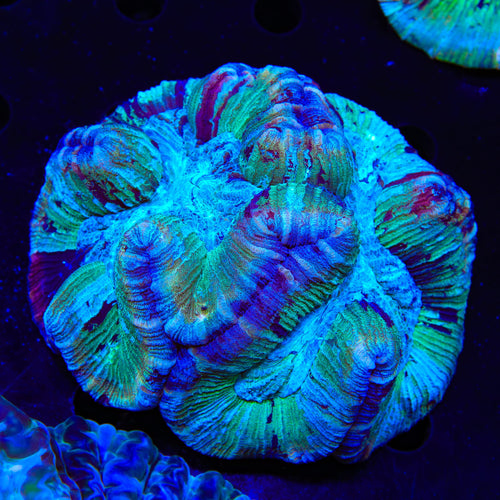 Rainbow Trachyphyllia Coral