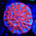 Rainbow Wilsoni Coral