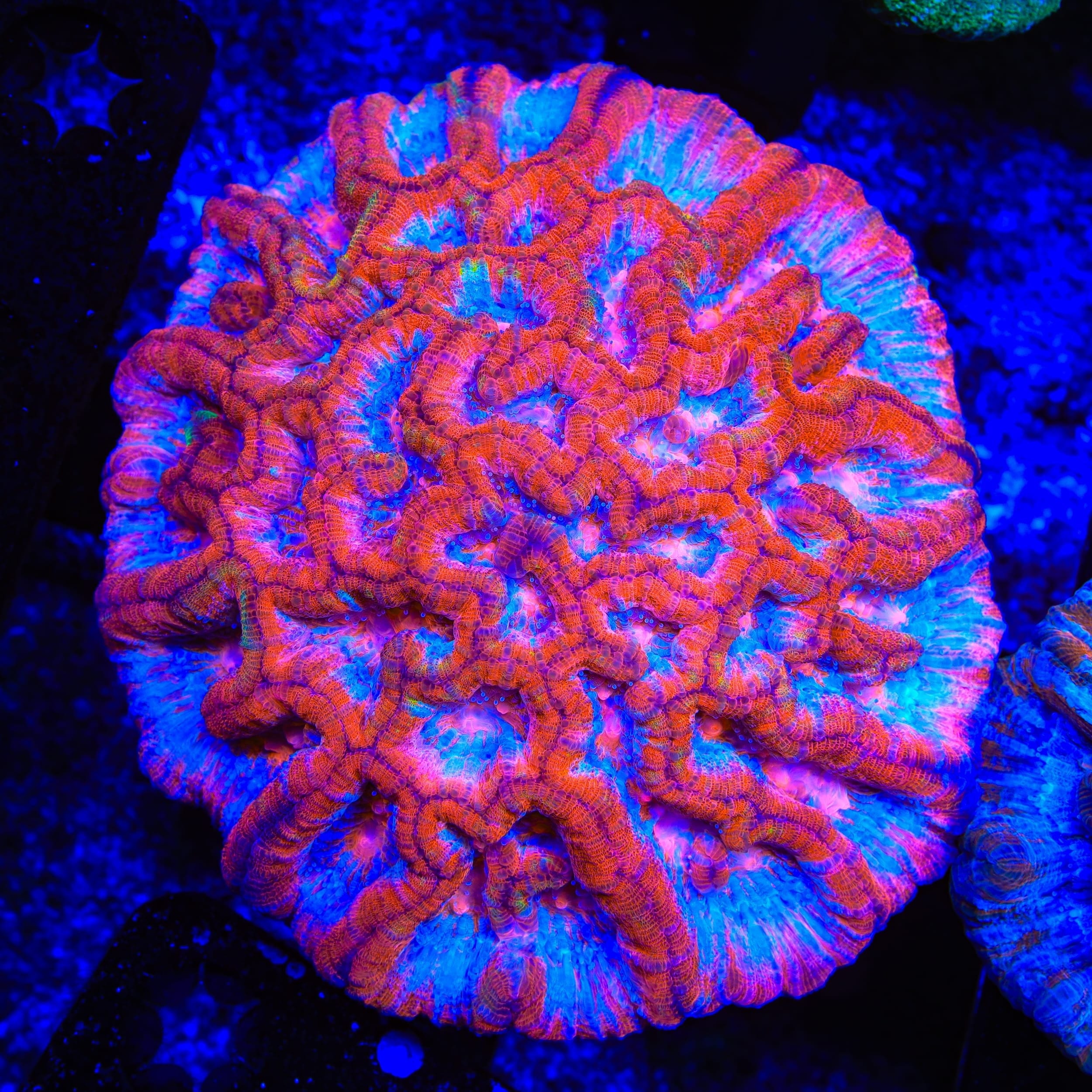 Rainbow Wilsoni Coral