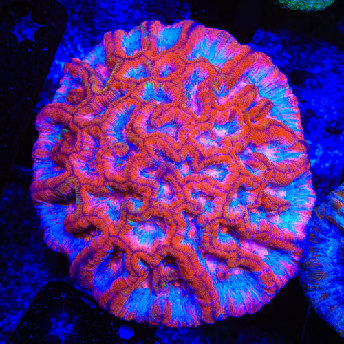 Rainbow Wilsoni Coral