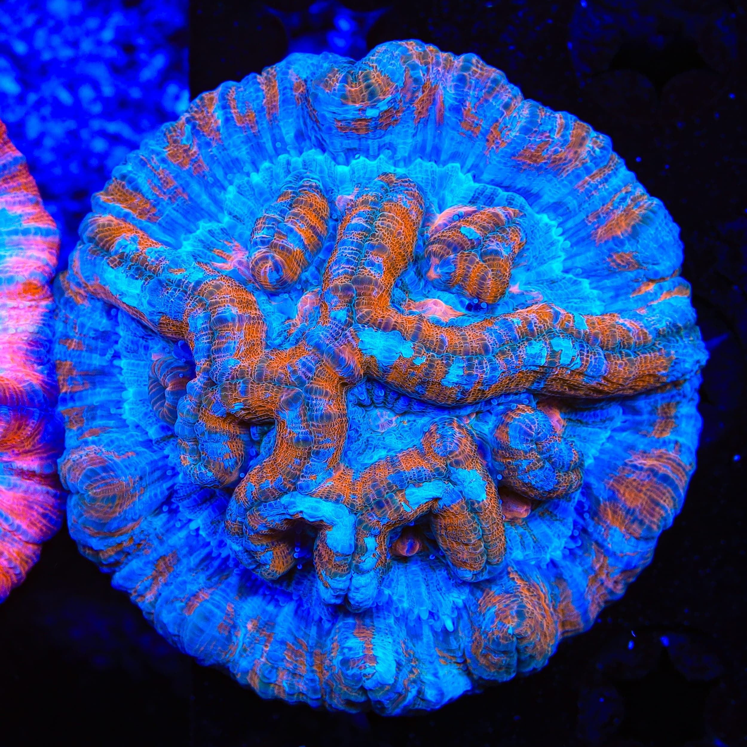 Rainbow Wilsoni Coral