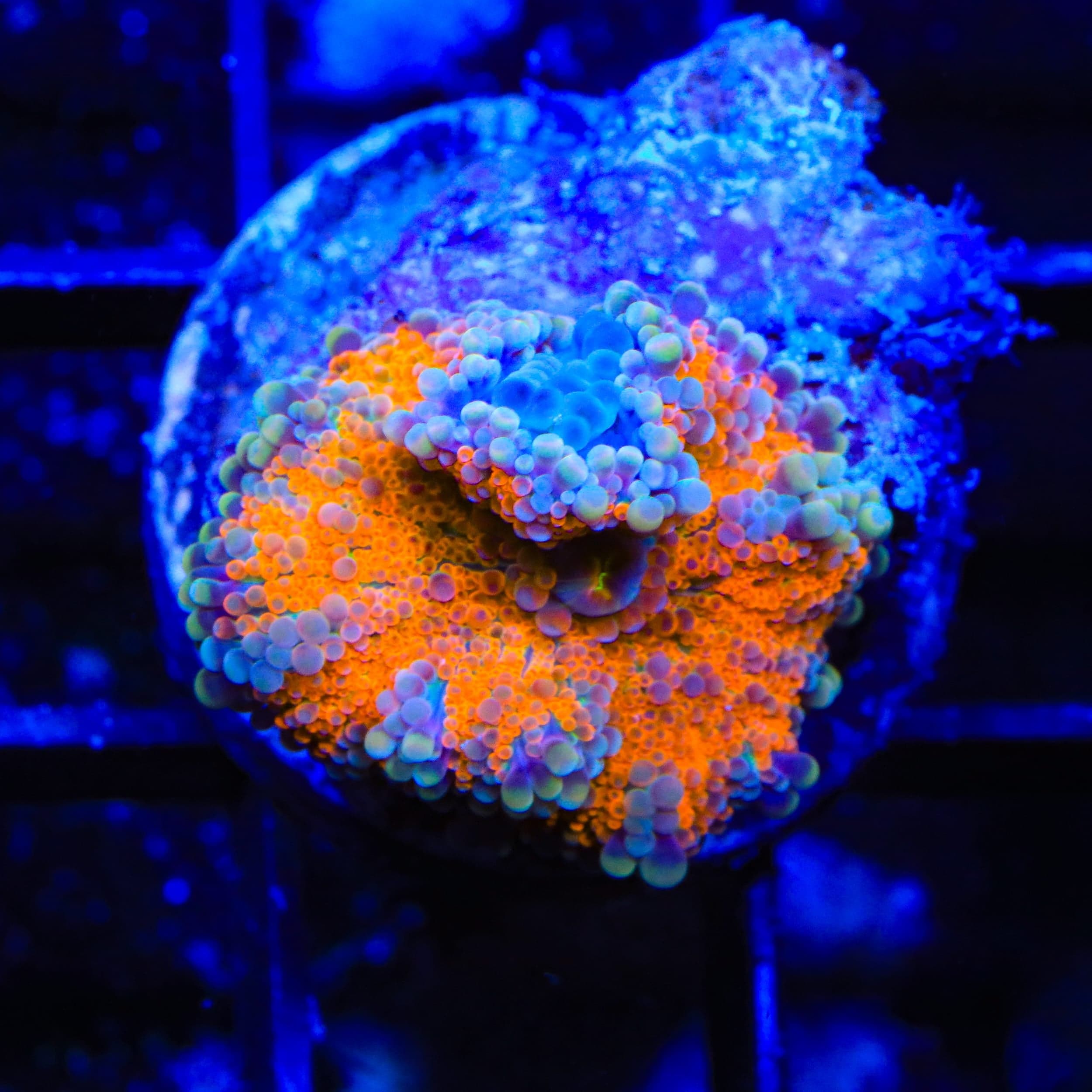 Rainbow Yuma Coral