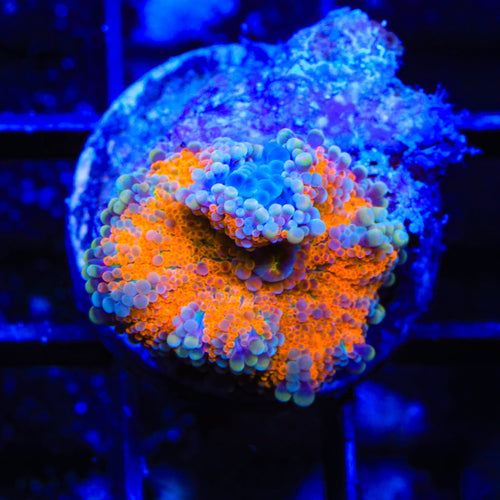 Rainbow Yuma Coral