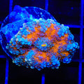 Rainbow Yuma Coral