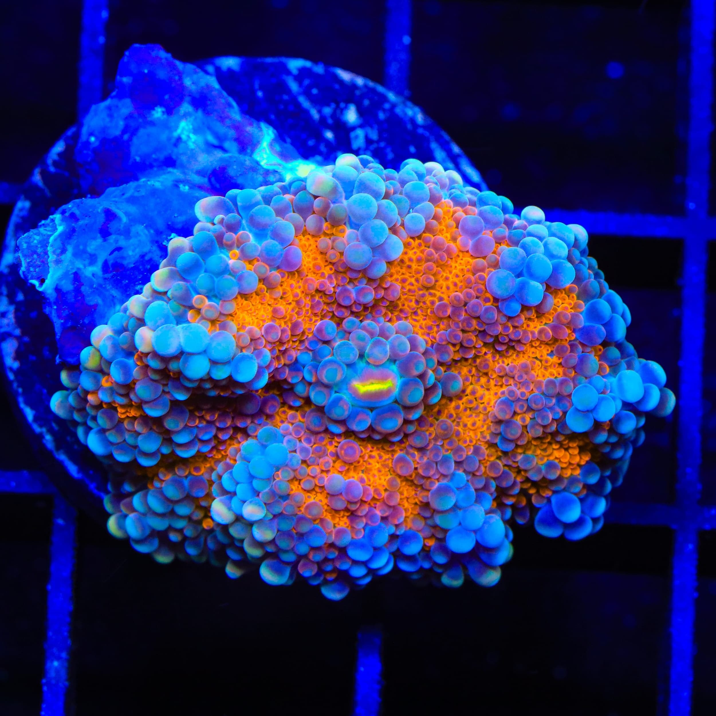 Rainbow Yuma Coral