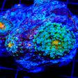 Rainbow Yuma Mushroom Coral