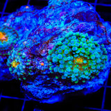Rainbow Yuma Mushroom Coral