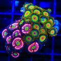 Rasta and Daisy Duke Zoanthids Coral