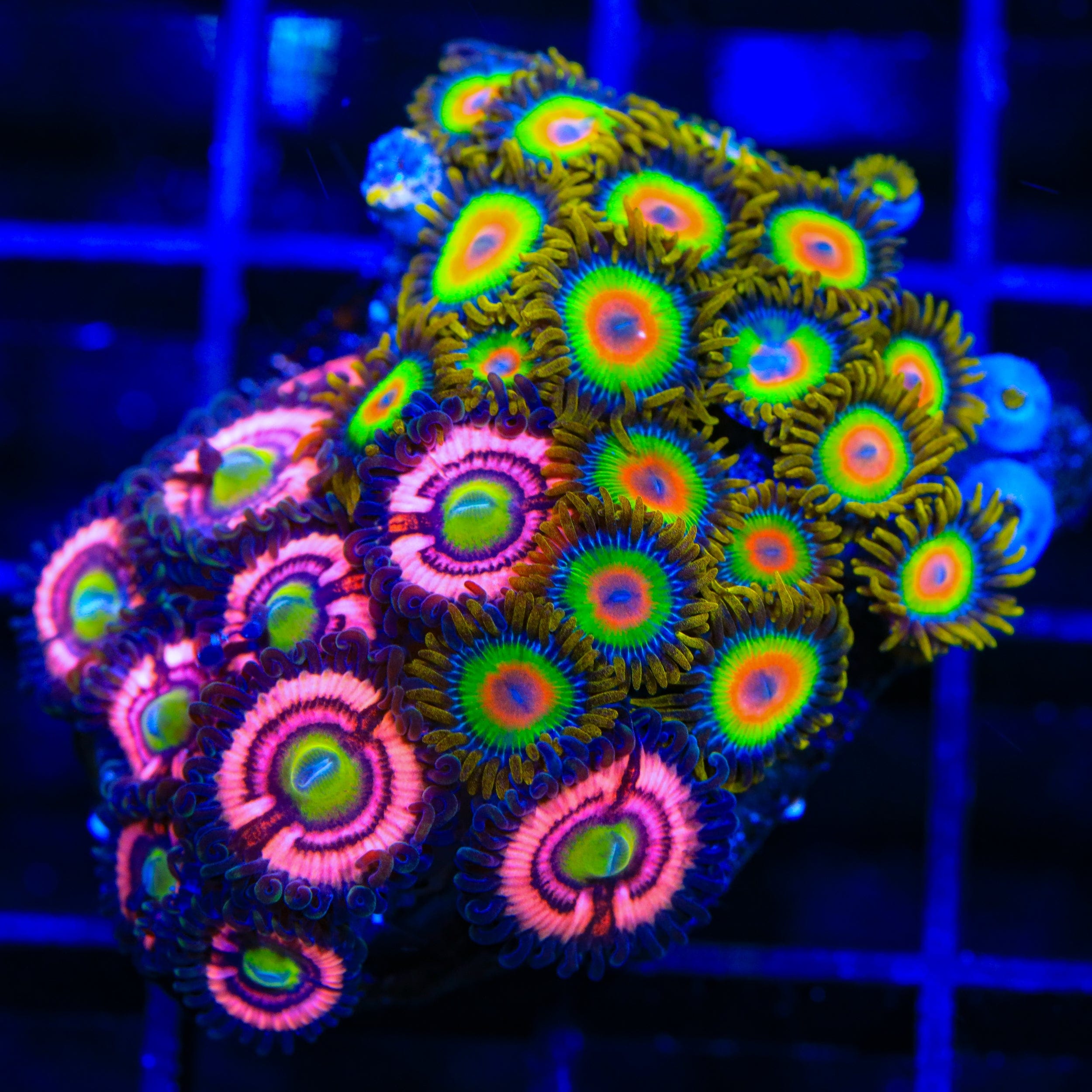 Rasta and Daisy Duke Zoanthids Coral