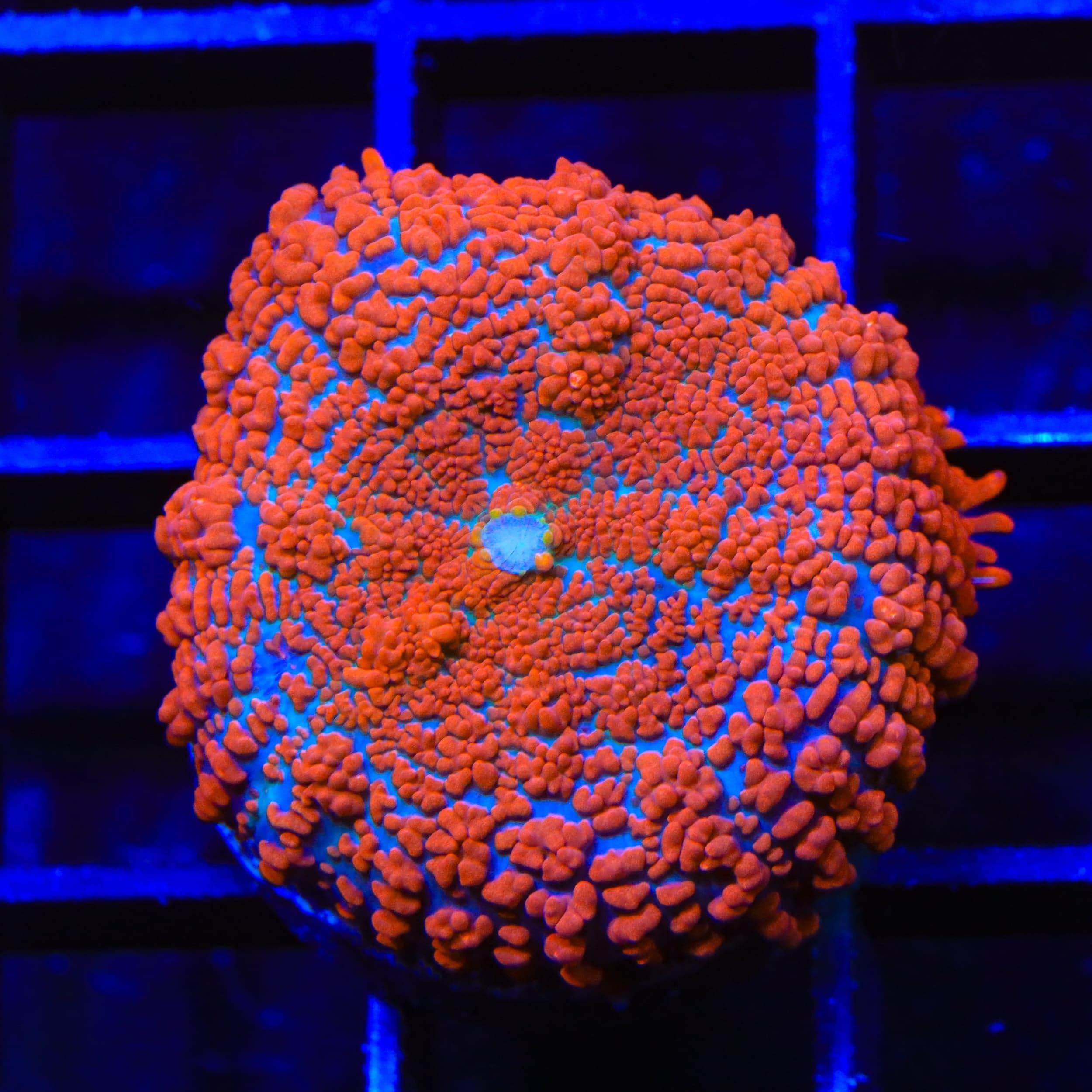 Red Dream Rhodactis Mushroom Coral