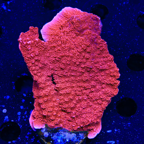 Red Montipora Cap XL Frag Coral