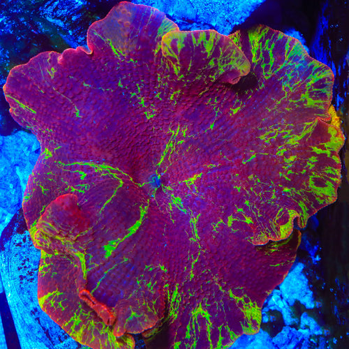 Red Velvet Jawbreaker Mushroom Coral