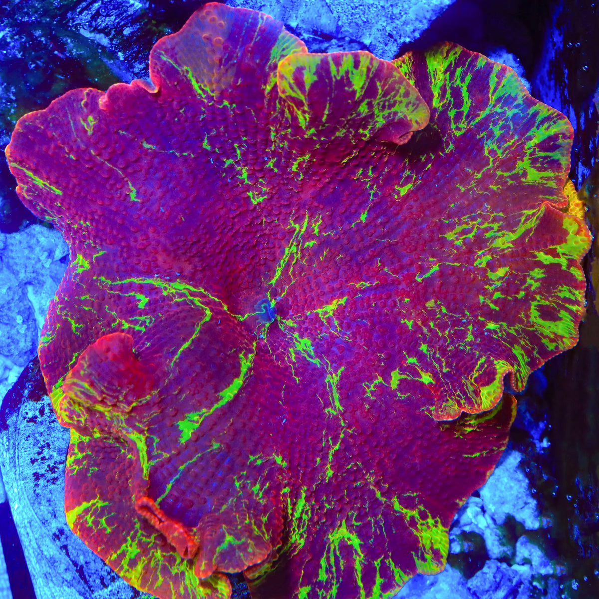Red Velvet Jawbreaker Mushroom Coral