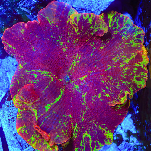 Red Velvet Jawbreaker Mushroom Coral