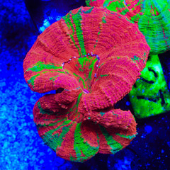 Reverse Bleeding Apple Scolymia Coral