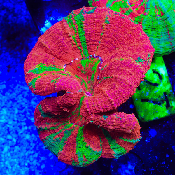 Reverse Bleeding Apple Scolymia Coral