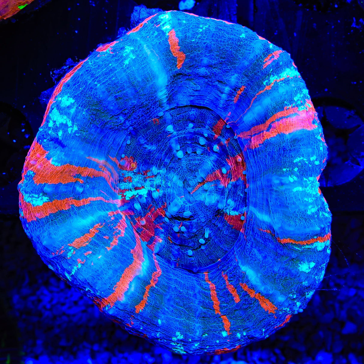 Reverse Superman Scolymia Coral