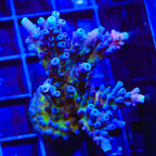 RR Aussie Gold Acropora XL Frag Coral