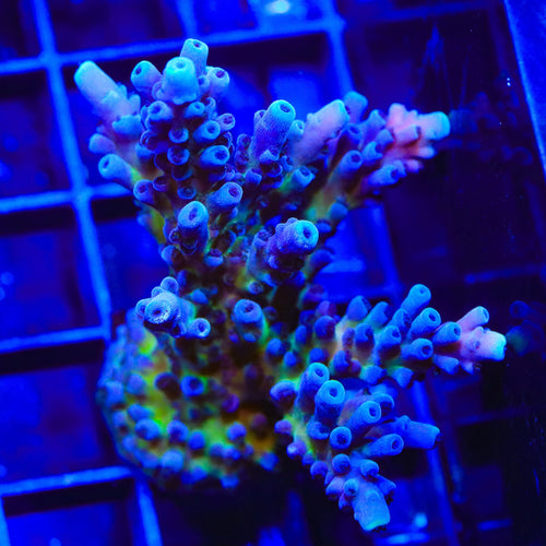 RR Aussie Gold Acropora XL Frag Coral