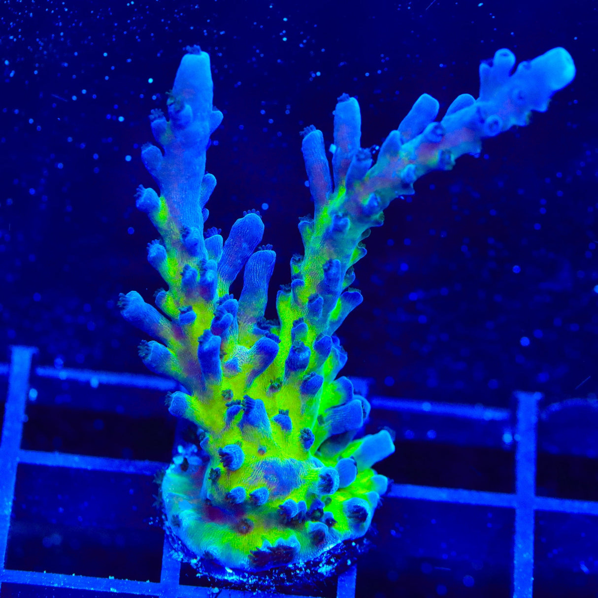 RR Aussie Gold Tort Acropora XL Frag Coral