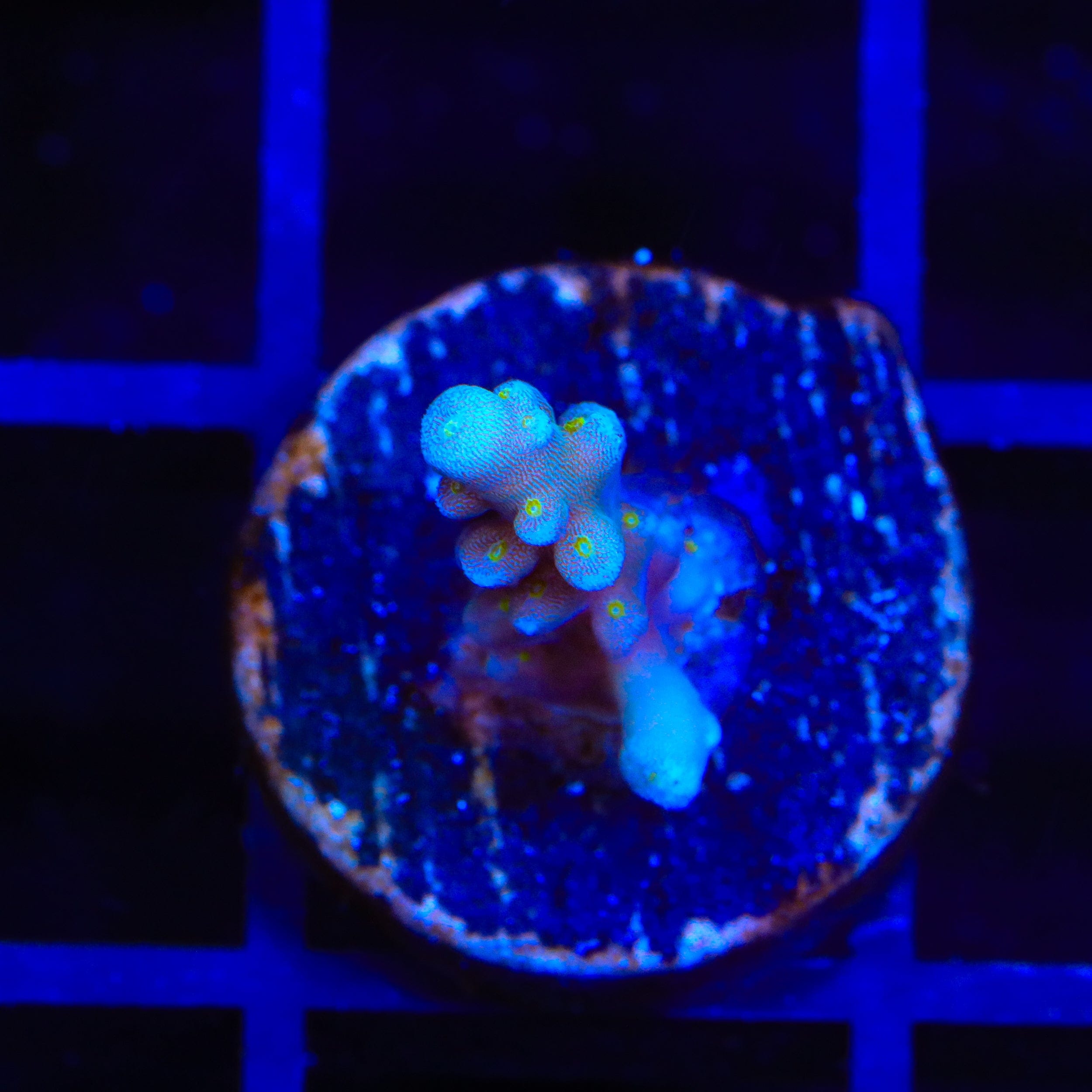 RR Firecracker Acropora Coral