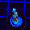 RR Firecracker Acropora Coral