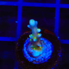 RR Firecracker Acropora Coral