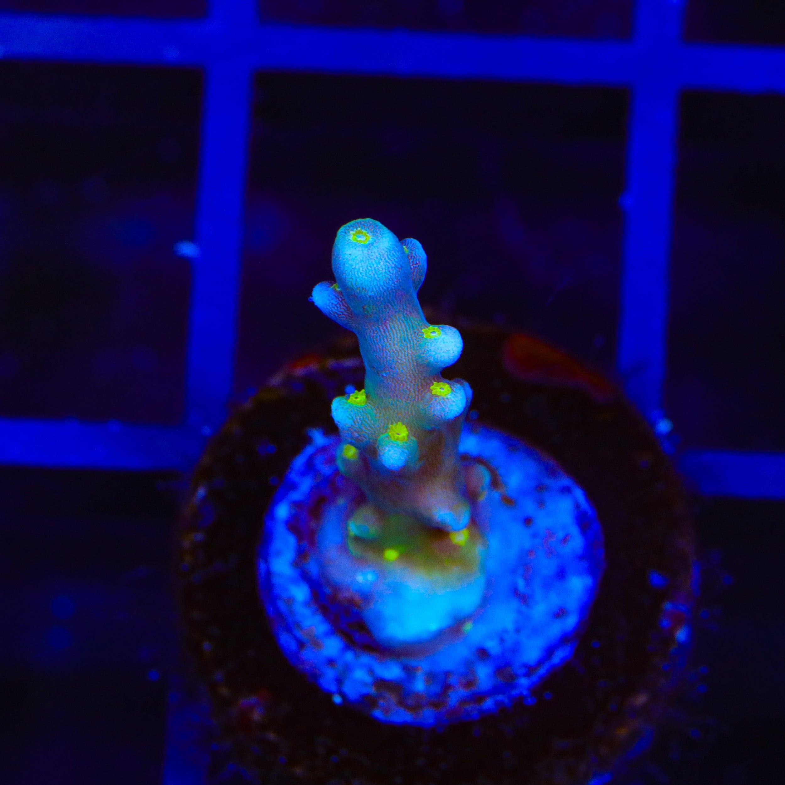 RR Firecracker Acropora Coral