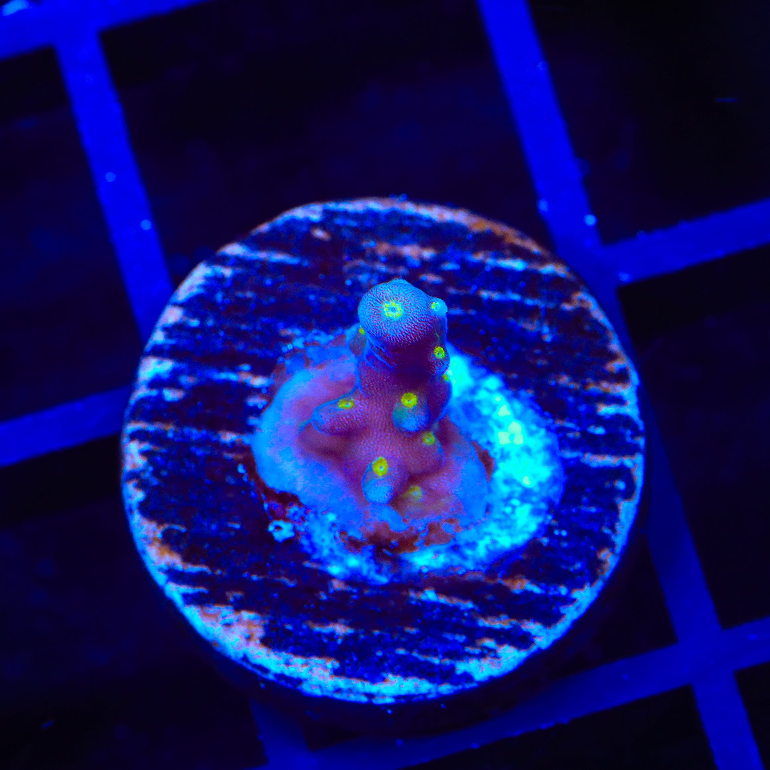 RR Firecracker Acropora Coral