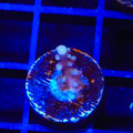 RR Firecracker Acropora Coral