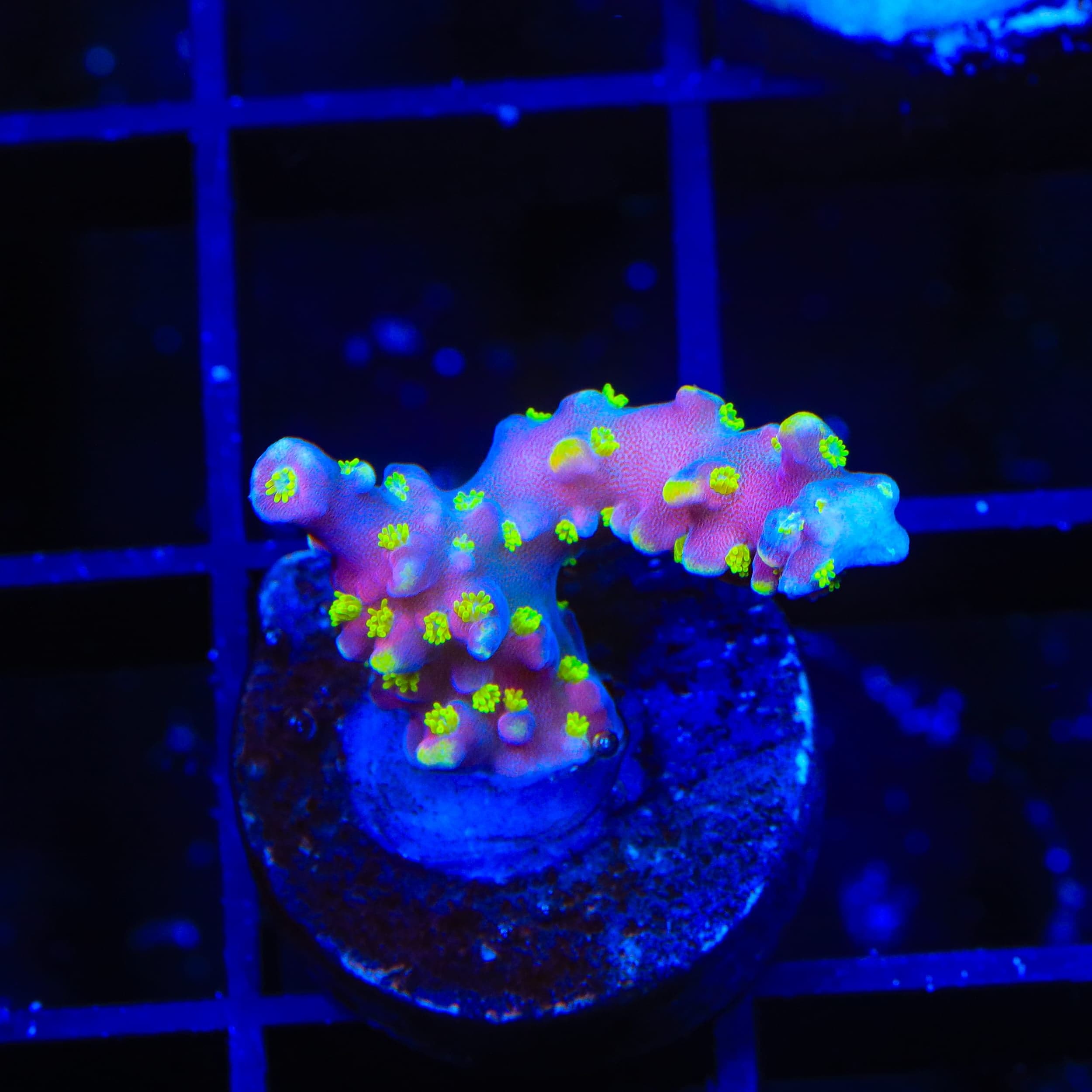 RR Firecracker Acropora Coral