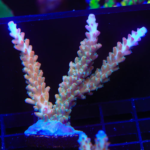 RR Olympus Acropora XL Frag Coral