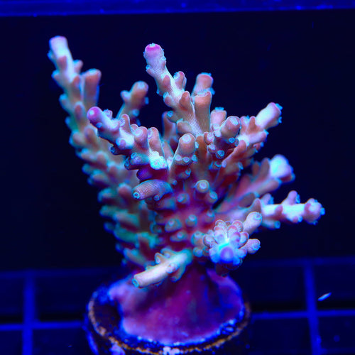 RR Olympus Acropora XL Frag Coral