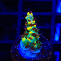 RR Pink Floyd Acropora Coral