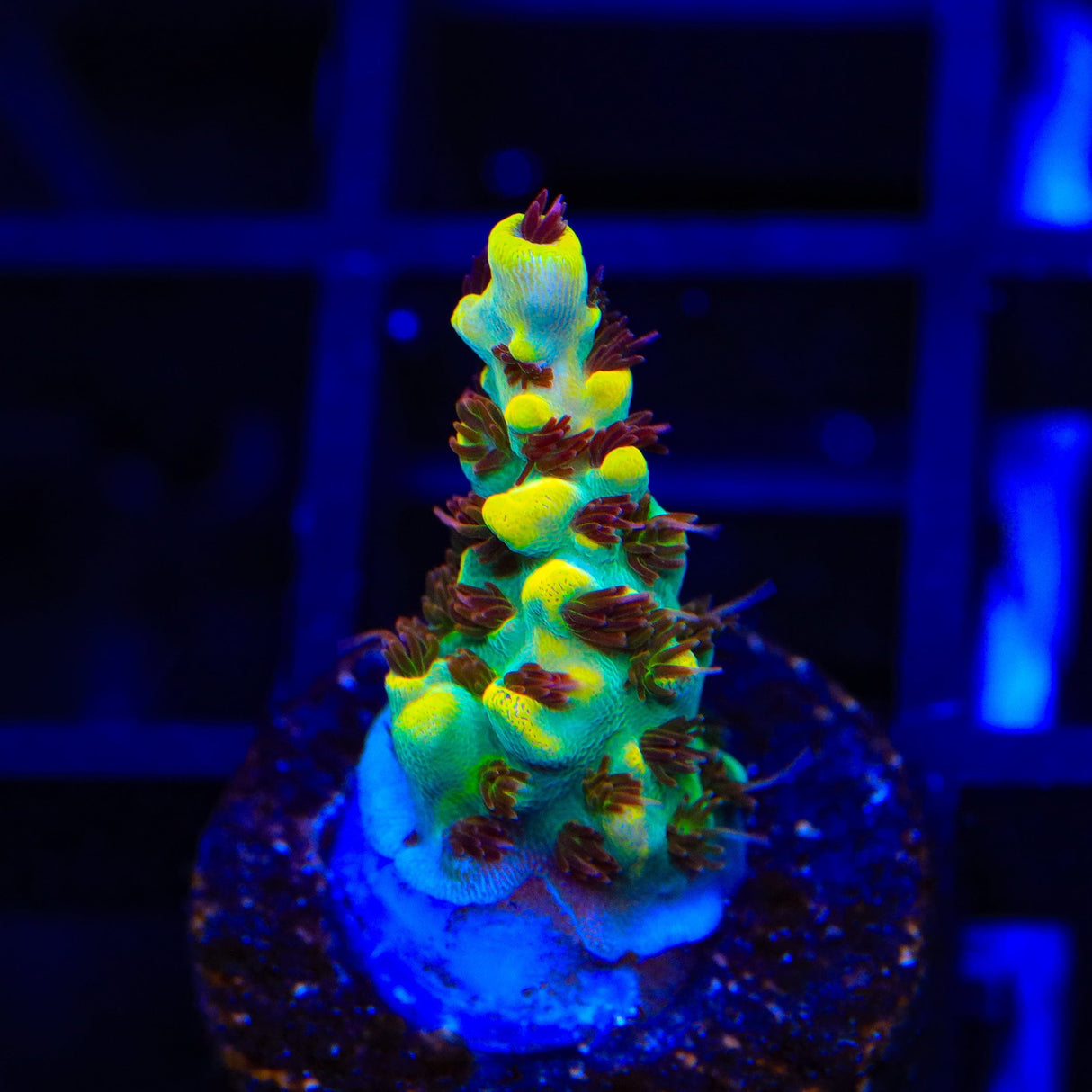RR Pink Floyd Acropora Coral