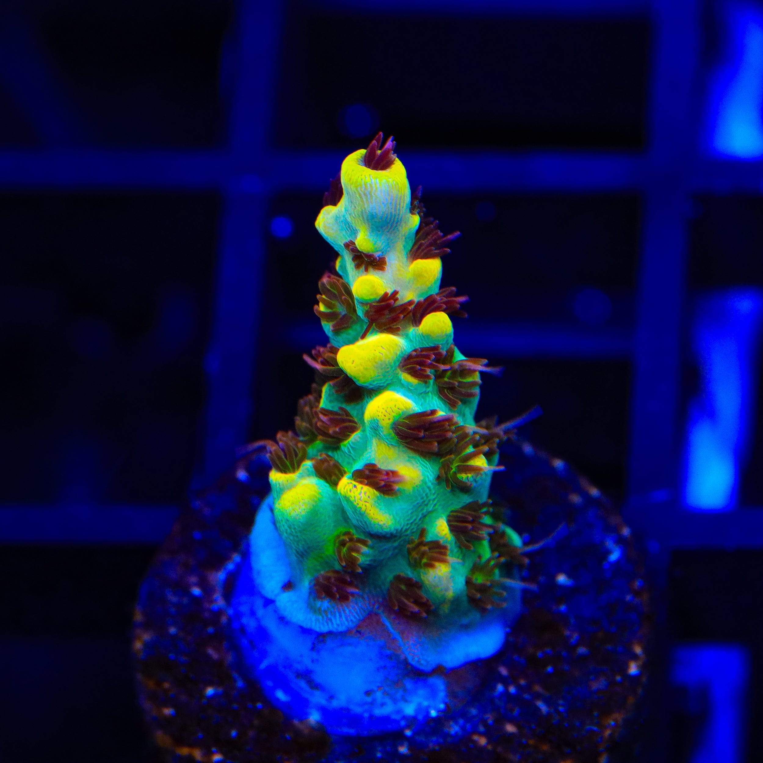 RR Pink Floyd Acropora Coral