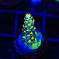 RR Pink Floyd Acropora Coral