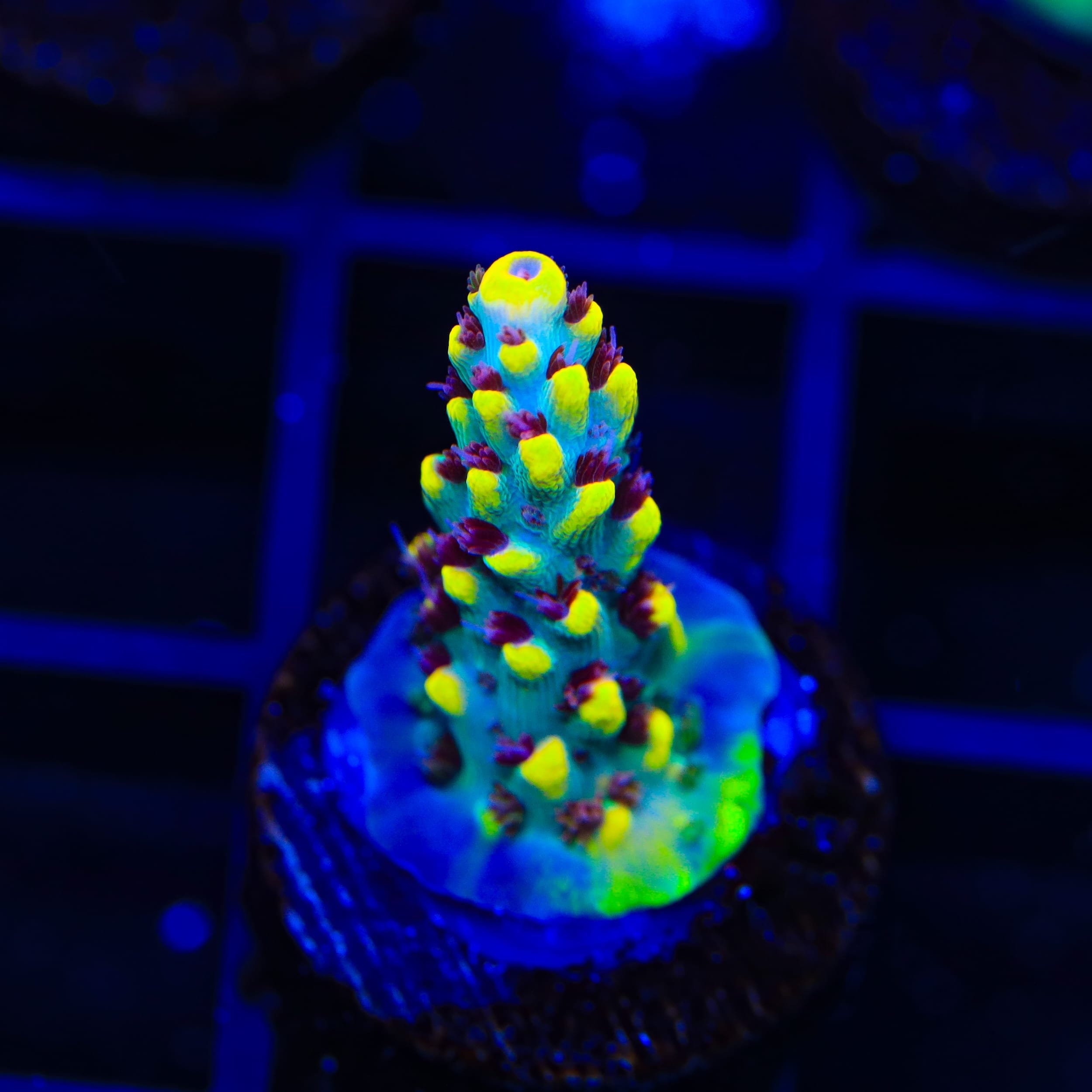 RR Pink Floyd Acropora Coral
