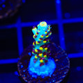 RR Pink Floyd Acropora Coral