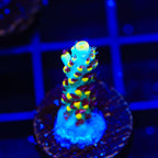RR Pink Floyd Acropora Coral