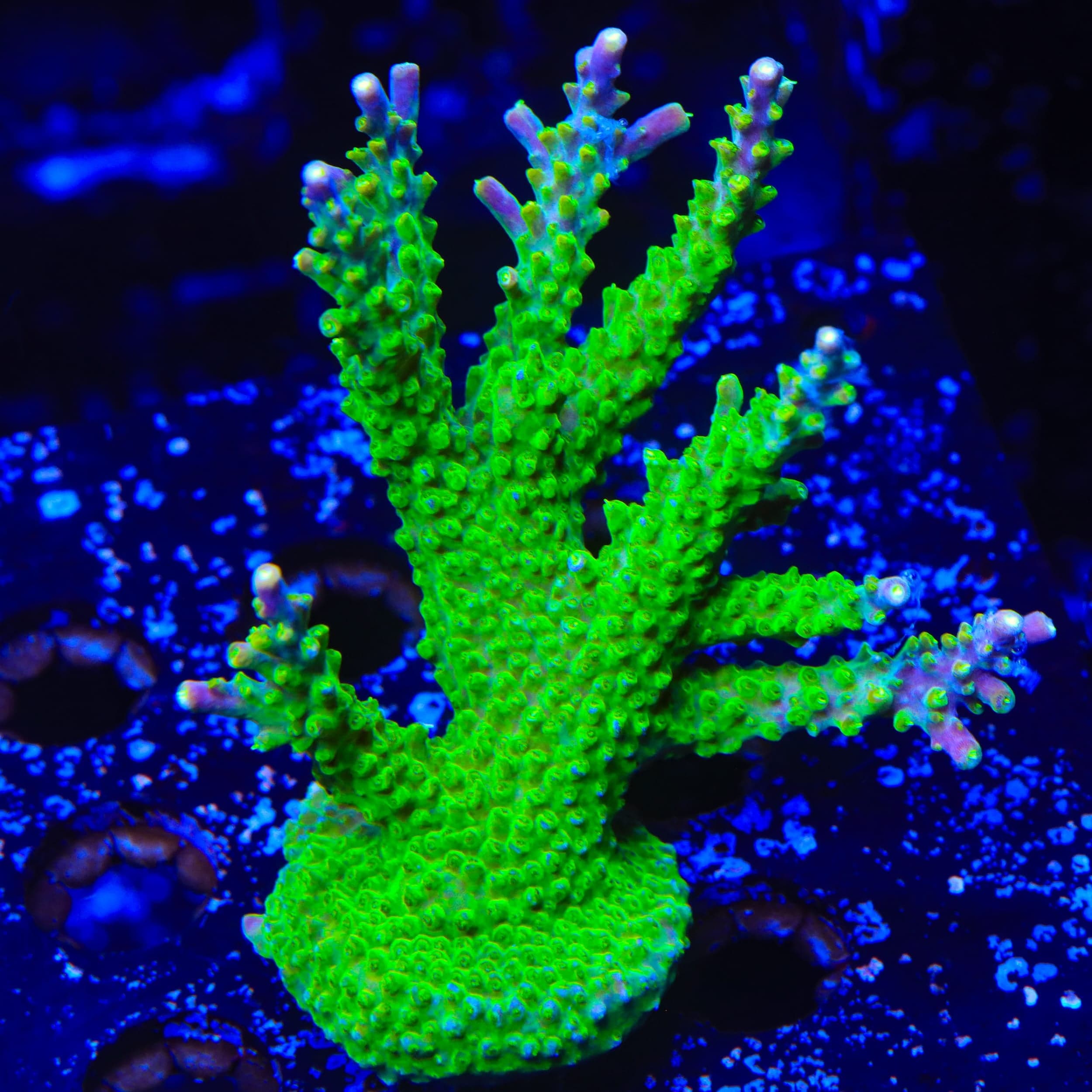 RR Rainbow Loom Acropora Colony Coral