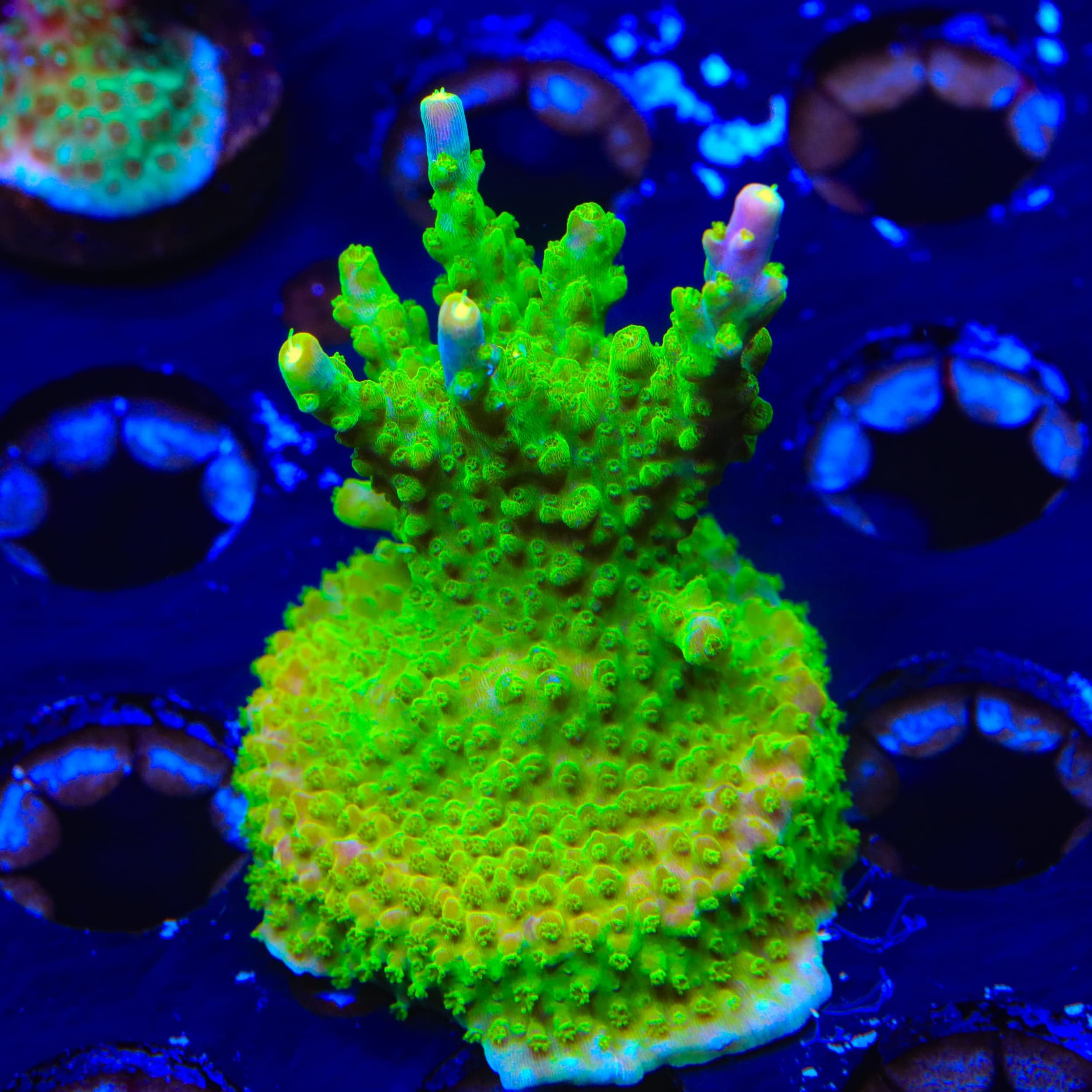 RR Rainbow Loom Acropora XL Frag Coral