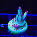 RR Robinhood Acropora Coral