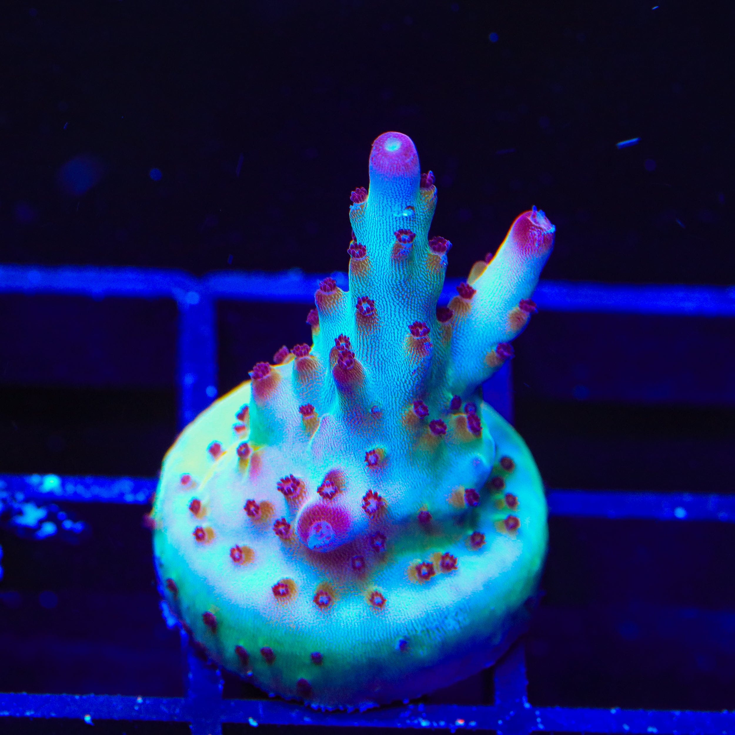 RR Robinhood Acropora Coral