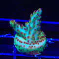 RR Robinhood Acropora Coral
