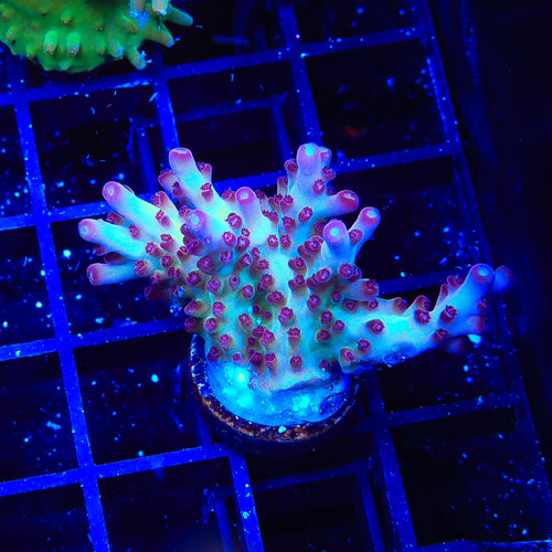 RR Robinhood Acropora Coral