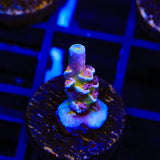 RRC Angry Birds Acropora Coral